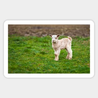 Baby goat on a meadow with copyspace Sticker